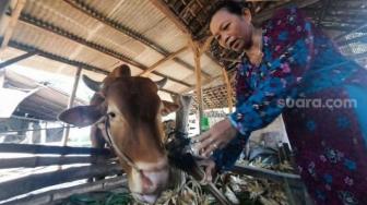 Bali Intensifies Coordination with Australia on FMD Outbreak Handling