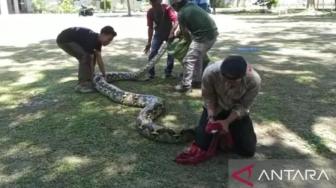 Two 7-Meter Pythons Released Back into the Wild in Riau