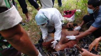 Conservation Agency in Aceh Evacuates Orangutan Trapped in Palm Plantation