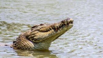 Search Continues to Find Missing Teenager Attacked by Crocodile in Ternate