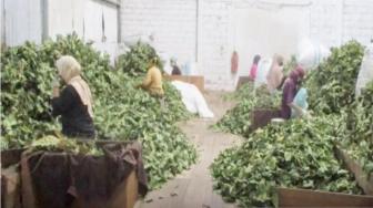 South Kalimantan Exports Cassia Alata Leaves to Japan