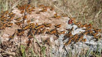 Expert Warns Pollinator Extinction in Indonesia