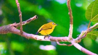 Dozens of Javan White-Eyes Released Into the Wild in Karawang