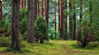 North Kalimantan Gov. Promises Incentive for Individuals Who Protect Forest