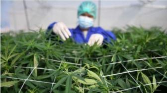 Long Road Ahead for Medical Marijuana Research: Medical Association