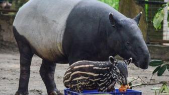 Footprints of Tapir Found in a West Sumatra Neighborhood, Residents Worried