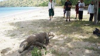 Raising Ticket Price May Be the Solution to Protect Komodo Island: Gov't