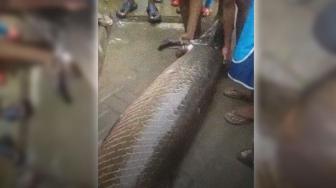 Giant Fish Found Stranded after Flash Flood in Garut