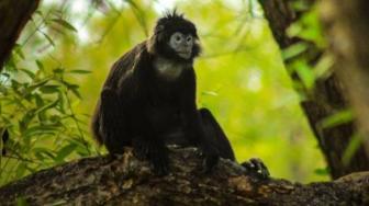 28 Protected Animals in West Java Rescued in Last Six Months