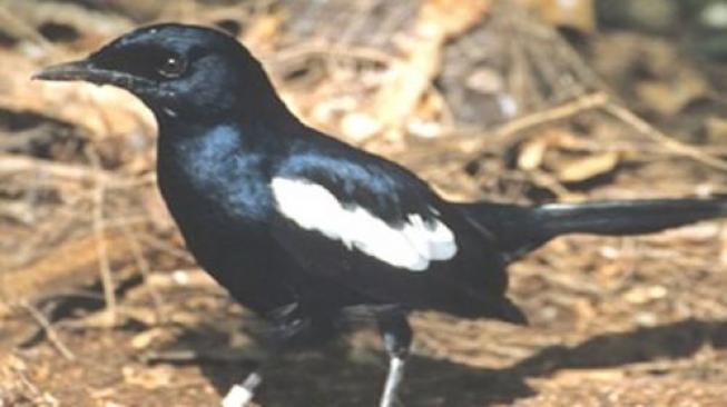 Oriental Magpie-Robins Released Into Natural Sanctuary in Singkawang