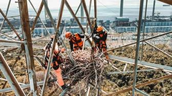 Eagle Nest Removed from Power Overhead Line in East Java