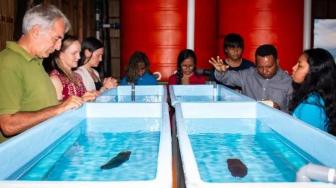 Seven Zebra Shark Eggs Brought Into Raja Ampat to Recover Population