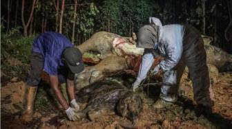 Pregnant Elephant Found Dead Poisoned in Bengkalis Riau