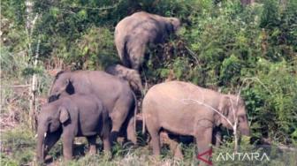 Elephants Herd Destroys Oil Palm Replanting Area in Aceh