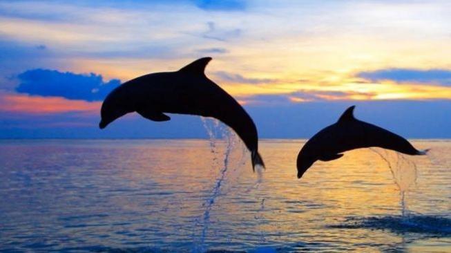 Dolphins watch in early morning at Lovina Beach, Buleleng, Bali (tiket.com]