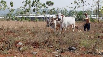 Meet Indonesias Tiny Cows and the Farmers Who Rely on Them