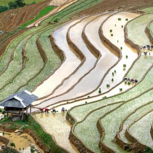 How Digital Tools Are Powering Sustainable Farming