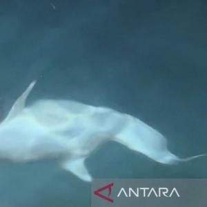 Dolphin Days in the Seribu: Pulau Kepa's Wild Encounter