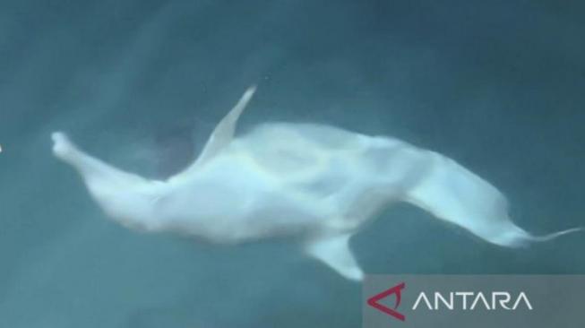 A dolphin is swimming side by side on a boat's hull at Sepa Island, Kepulauan Seribu [ANTARA/Nabil Ihsan]