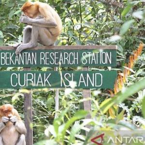 Pulau Curiak: A Conservation-Driven Ecotourism Gem in South Kalimantan