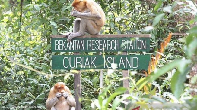Mangrove restoration has also supported the thriving population of proboscis monkeys (bekantan) [ANTARA/HO-SBI]
