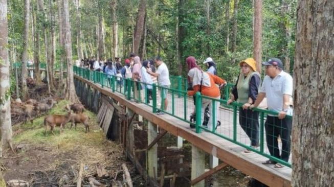 Arboretum Nyaru Menteng, protected forest, nature park, and orangutan rehabilitation centre [ANTARA/Rendhik Andika]