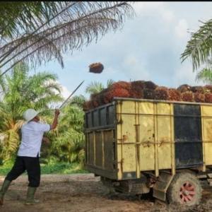 Palm Oil Paradox: How Singapore Gains More Value from Indonesias CPO