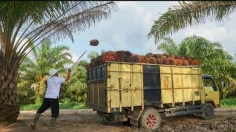 Palm Oil Paradox: How Singapore Gains More Value from Indonesias CPO